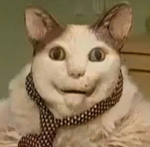 cat small to medium-sized cats animal