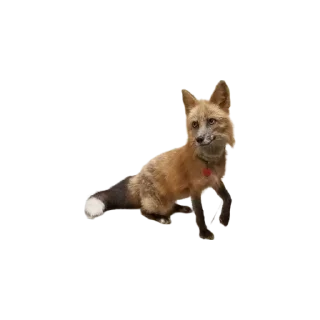 Sticker Pumpkin Fox - 7