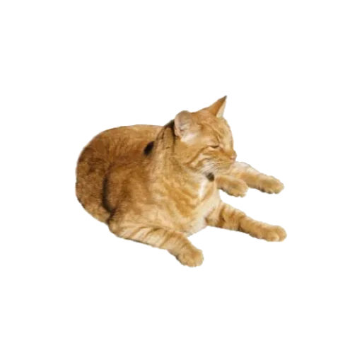 animal cat domestic cat