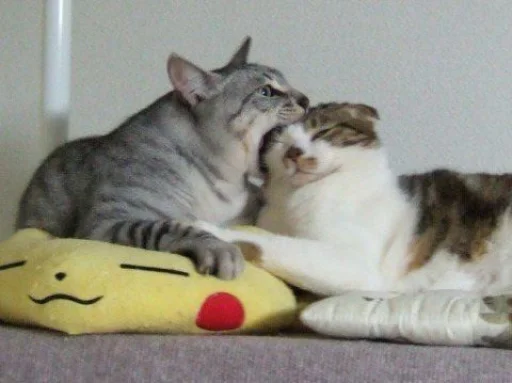 indoor felidae small to medium-sized cats