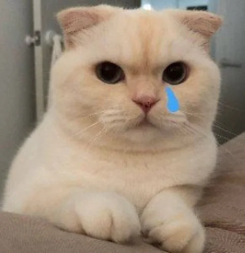 cat small to medium-sized cats mammal