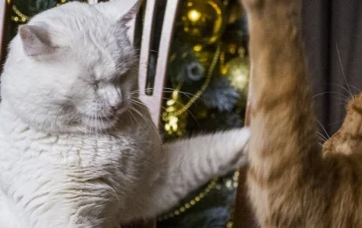 animal mammal small to medium-sized cats