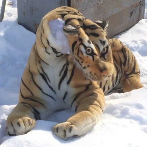 animal mammal big cat