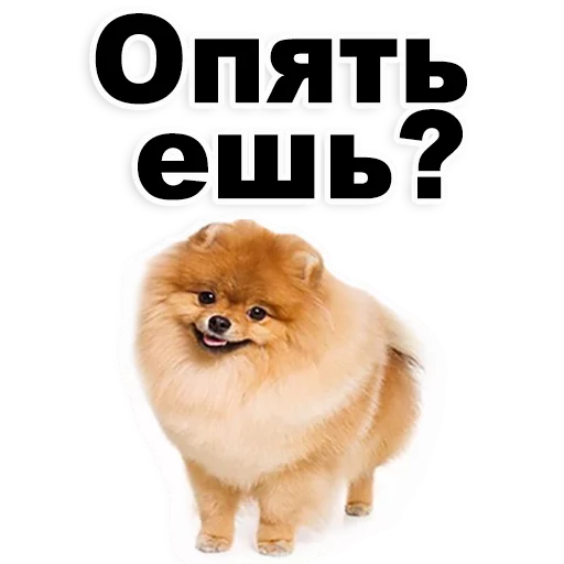 ЩЕНКИ @TuristasTV - животное