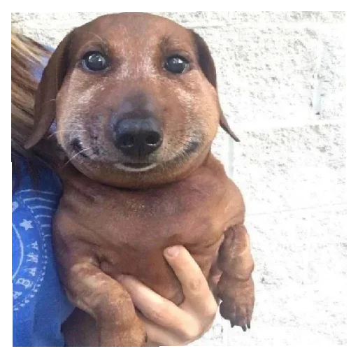 Sticker Pupsy829 - 1