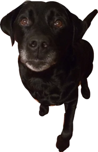 Sticker Purpleguys - 1