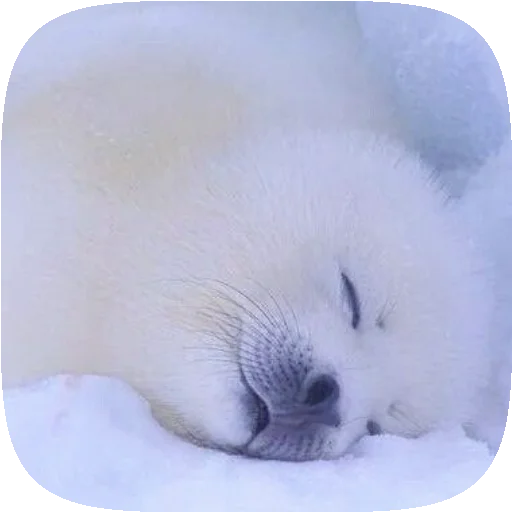 Sticker PusaSeal - 1