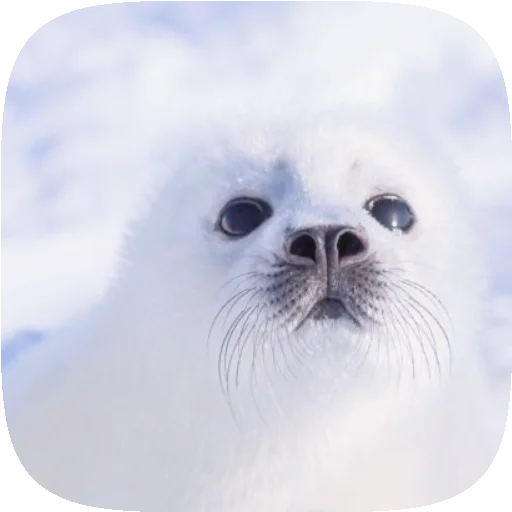 Sticker PusaSeal - 1