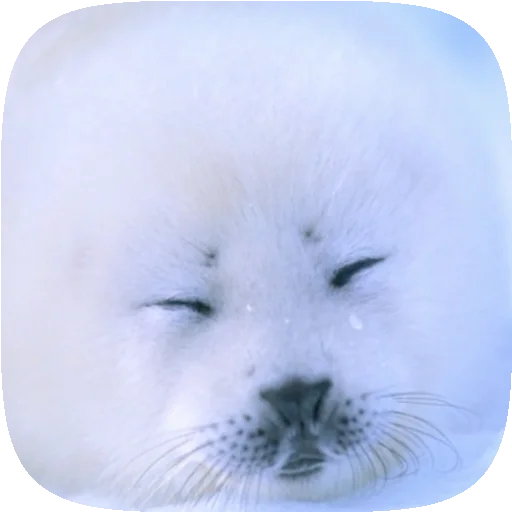 Sticker PusaSeal - 1