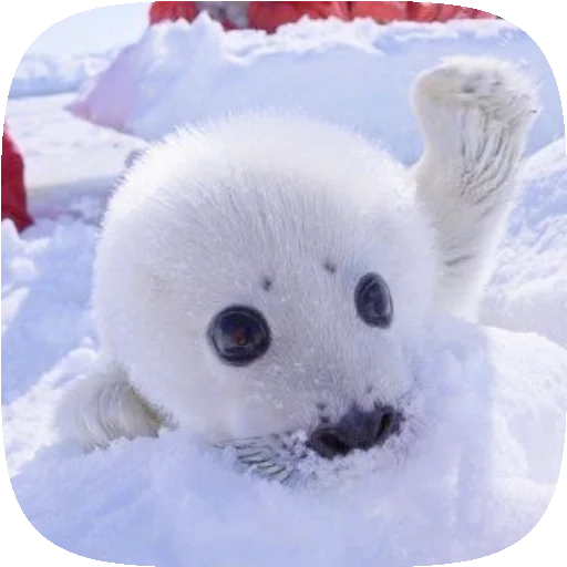 Sticker PusaSeal - 1