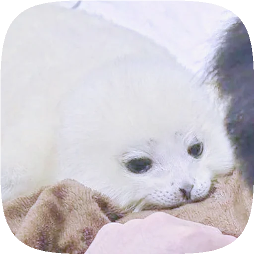 Sticker PusaSeal - 1