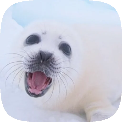 Sticker PusaSeal - 1