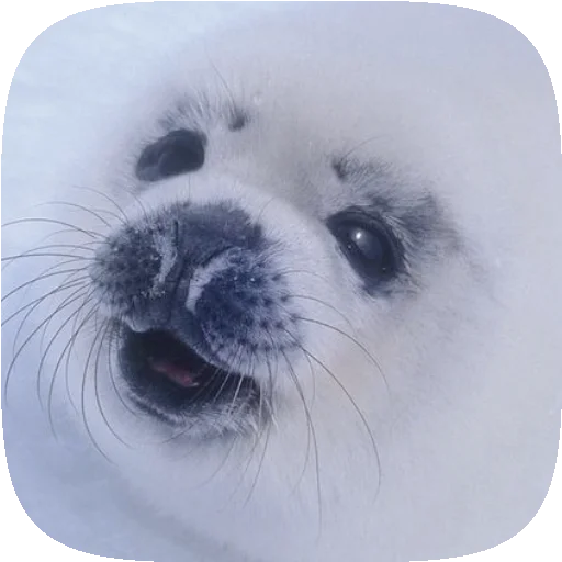 Sticker PusaSeal - 1