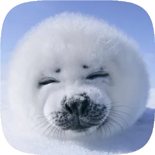 Sticker . 𝆺𝅥 𝆭 . ⃝ 🦭 ࣪ ˖  𝘗𝘶𝘴𝘢  ›༘ @shouvvi - 9