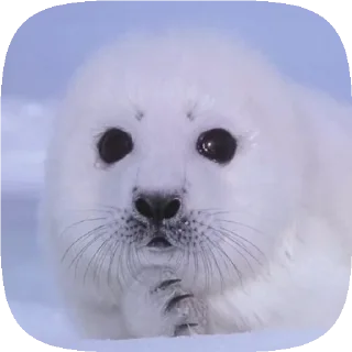 Sticker . 𝆺𝅥 𝆭 . ⃝ 🦭 ࣪ ˖  𝘗𝘶𝘴𝘢  ›༘ @shouvvi - 6