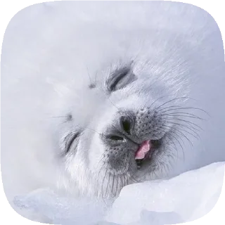 Sticker . 𝆺𝅥 𝆭 . ⃝ 🦭 ࣪ ˖  𝘗𝘶𝘴𝘢  ›༘ @shouvvi - 4