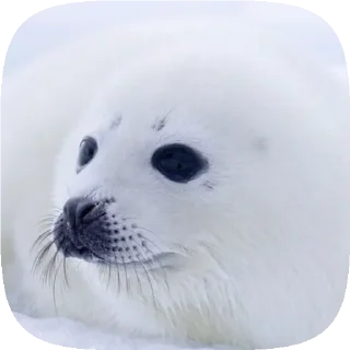 Sticker . 𝆺𝅥 𝆭 . ⃝ 🦭 ࣪ ˖  𝘗𝘶𝘴𝘢  ›༘ @shouvvi - 0