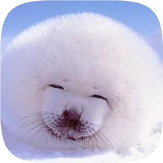 Sticker . 𝆺𝅥 𝆭 . ⃝ 🦭 ࣪ ˖  𝘗𝘶𝘴𝘢  ›༘ @shouvvi - 5