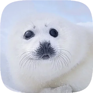 Sticker . 𝆺𝅥 𝆭 . ⃝ 🦭 ࣪ ˖  𝘗𝘶𝘴𝘢  ›༘ @shouvvi - 10