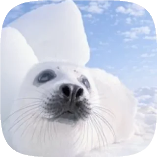 Sticker . 𝆺𝅥 𝆭 . ⃝ 🦭 ࣪ ˖  𝘗𝘶𝘴𝘢  ›༘ @shouvvi - 2