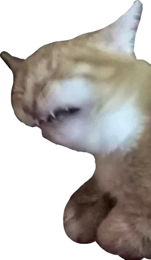 Sticker Пусечки Коты @stickerus - 11