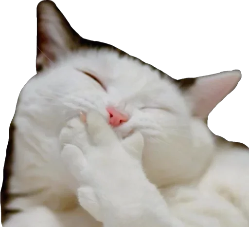 Пусечки Коты @stickerus - 