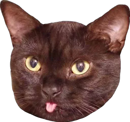 Sticker Пусечки Коты @stickerus - 10