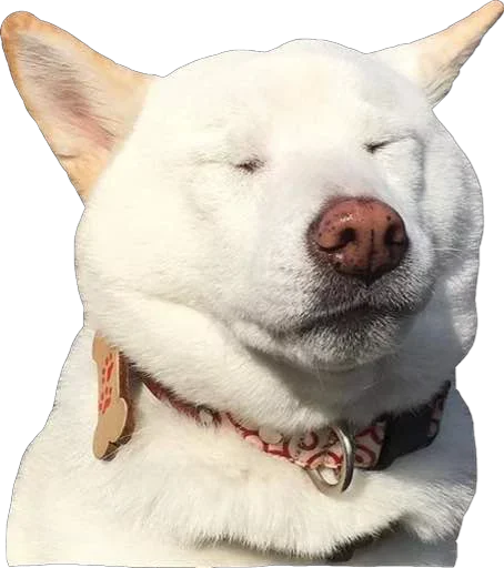 Sticker Пусечки Коты @stickerus - 7