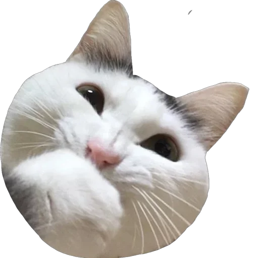 Sticker Пусечки Коты @stickerus - 6