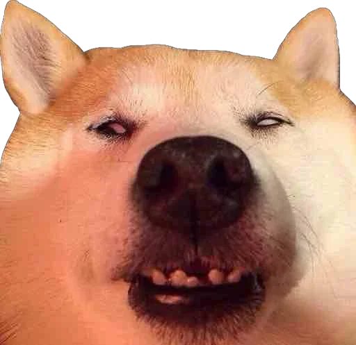 Sticker Пусечки Коты @stickerus - 5