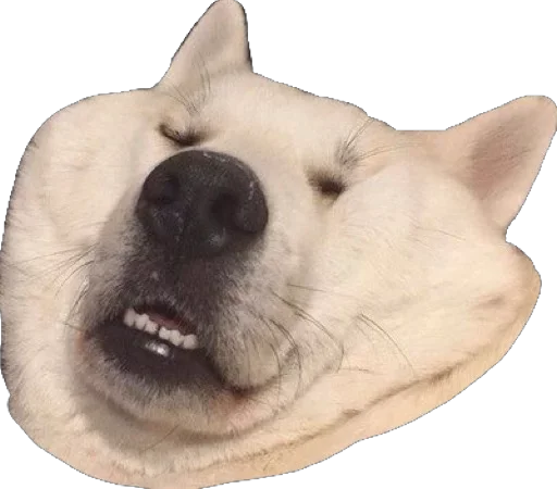 Sticker Пусечки Коты @stickerus - 2