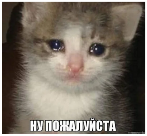 Стикер pussy_memes - 10