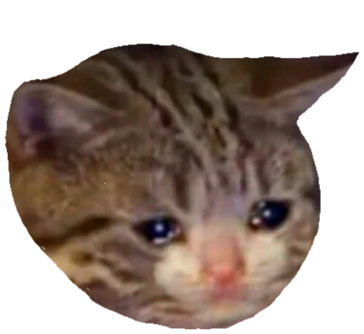 Стикер pussy_memes - 7