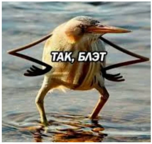 Стикер pussy_memes - 4