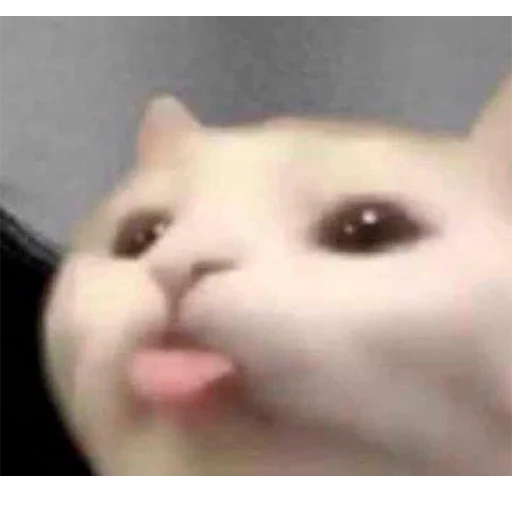 Pussys by @GetBuckNino 🦧 - 