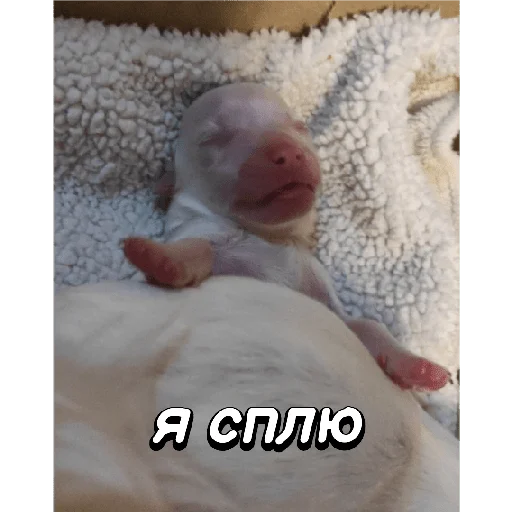 Стикер Pussy_dgusi - 1