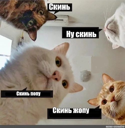 кошка домашняя кошка млекопитающее