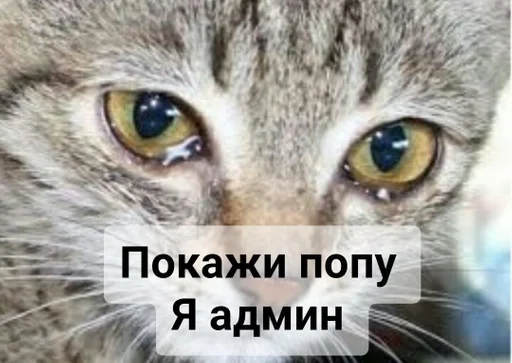 животное млекопитающее кошка