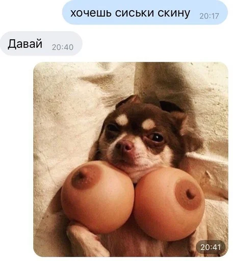 животное собака