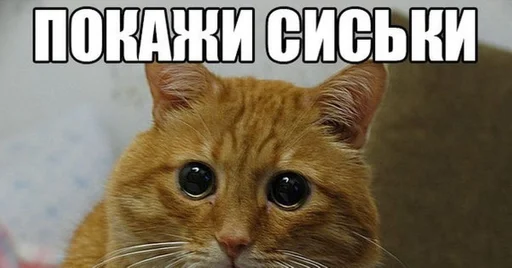 животное млекопитающее кошка