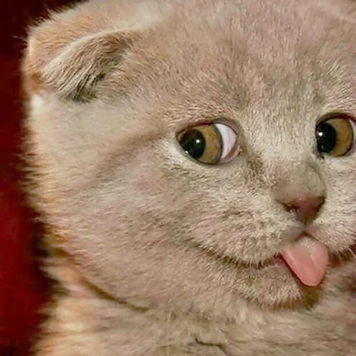 Котичек - животное