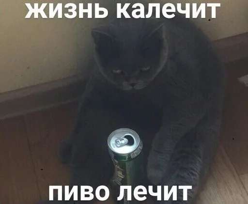 животное кошка СМС