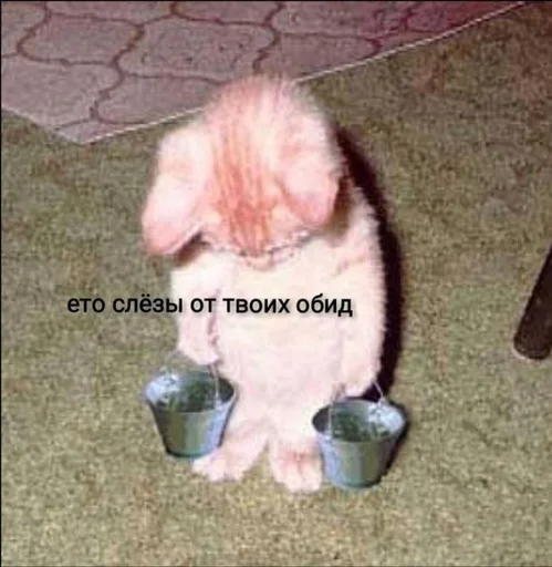 млекопитающее животное СМС