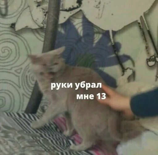 млекопитающее животное кошка