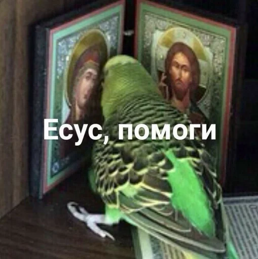 животное птица попугай