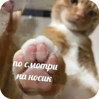 Стикер Больше стиков тут: @stikery4 - 8