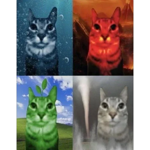 small to medium-sized cats domestic cat cat