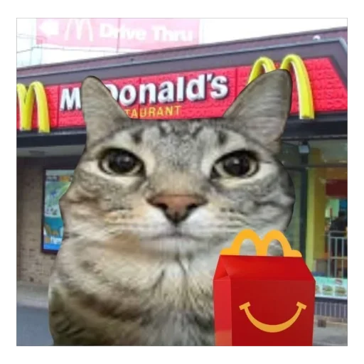 кошки малого и среднего размера кошка кошачьи