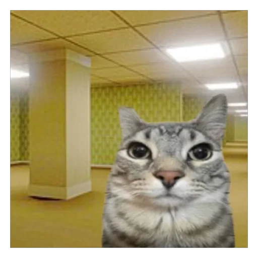 cat indoor small to medium-sized cats