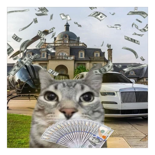 cat land vehicle outdoor